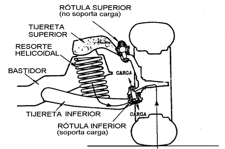 Rotula Superior
